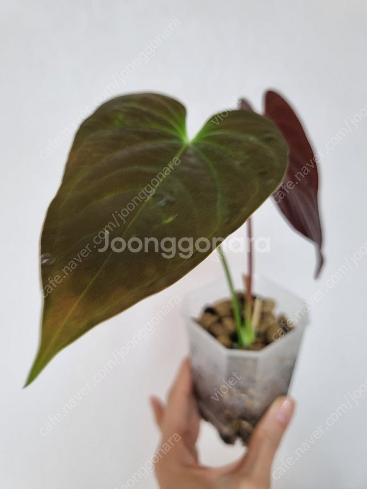안스리움 무데아넘--2