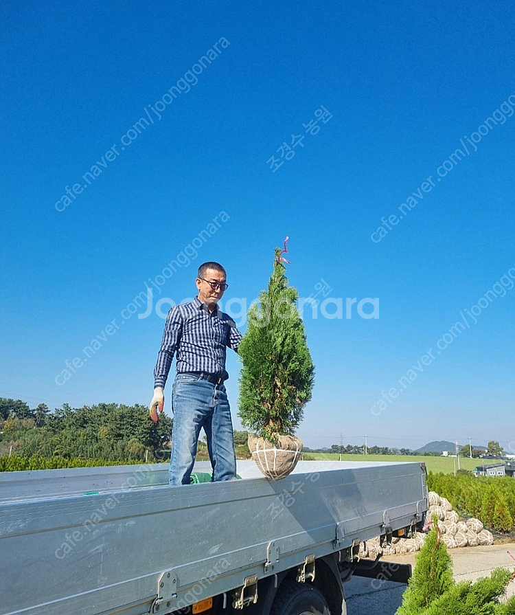 에메랄드 그린 1~1.2m--0