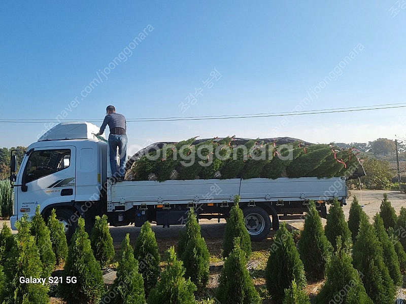 에메랄드 그린 1~1.2m--1