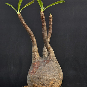 수형 예쁜 그락실리우스 (아프리카식물/코덱스)