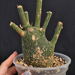 아데니아 글로보사 (아프리카식물/코덱스)