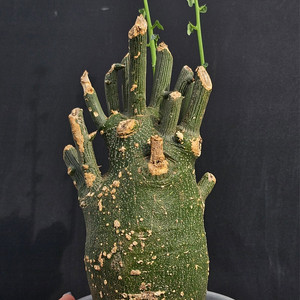 아데니아 글로보사 (아프리카식물/코덱스)