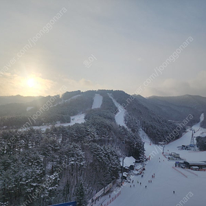 초특가 8일 용평리조트 빌라콘도 28평 양도 합니다.