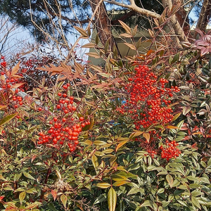 요거트월드 상품권 팝니다