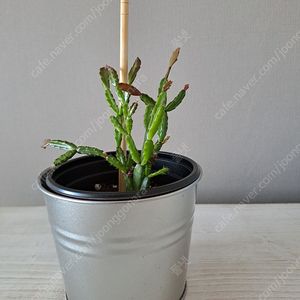 로지아 게발선인장