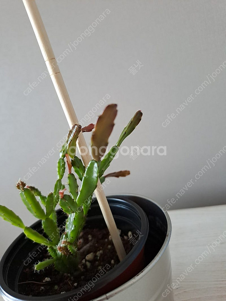 로지아 게발선인장--1