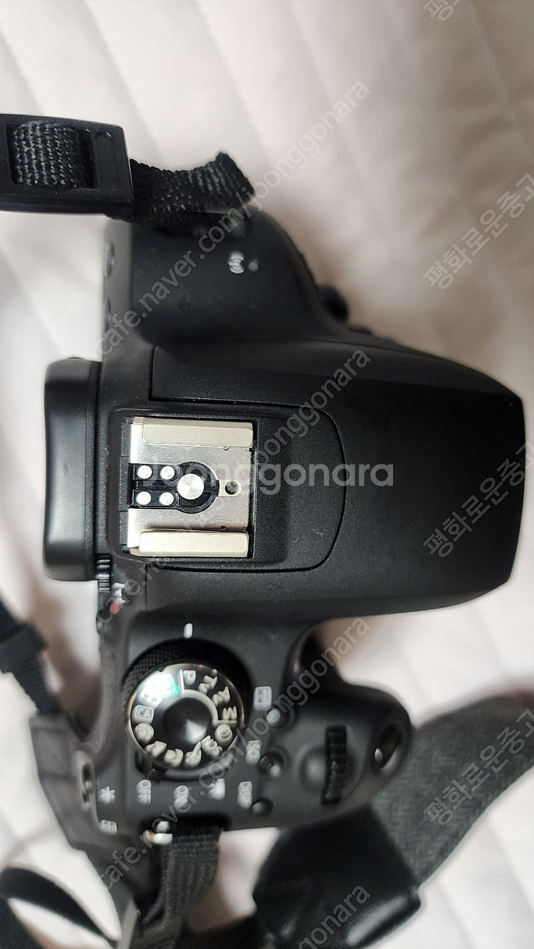 캐논 800D + 시그마 아트 삼식이--4