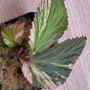 베고니아 바리게이타 핑크 Begonia sp Variegated Pink (안스리움 X)