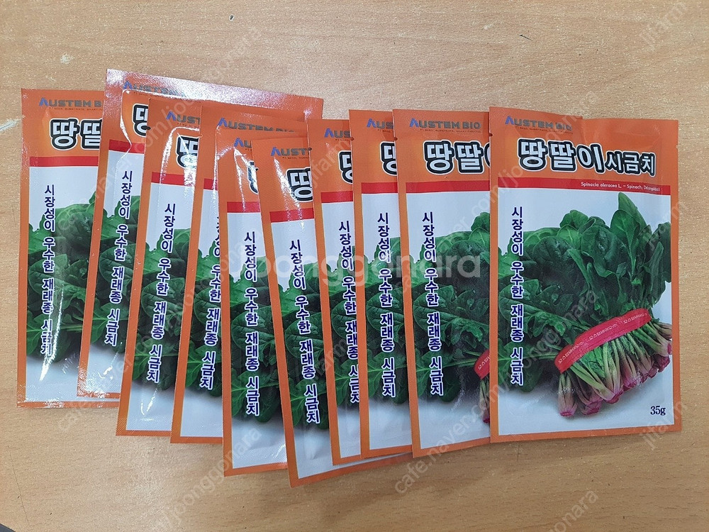 겨울시금치(포항초) 씨앗 35g(약2,500립) 짜리 ...--1