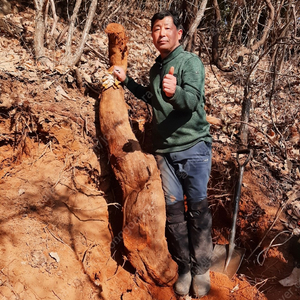 직접 캔 신선한 생칡즙을 팝니다