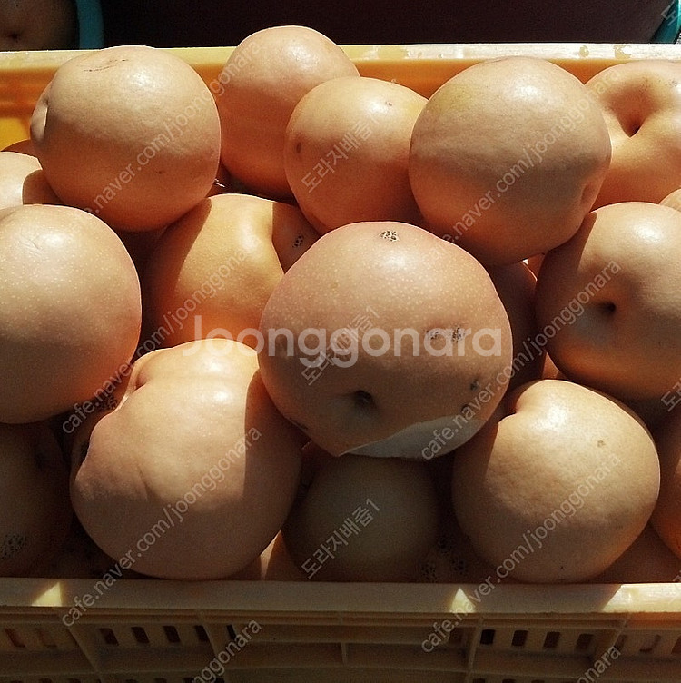 도라지배즙,신고배,생강추가--0