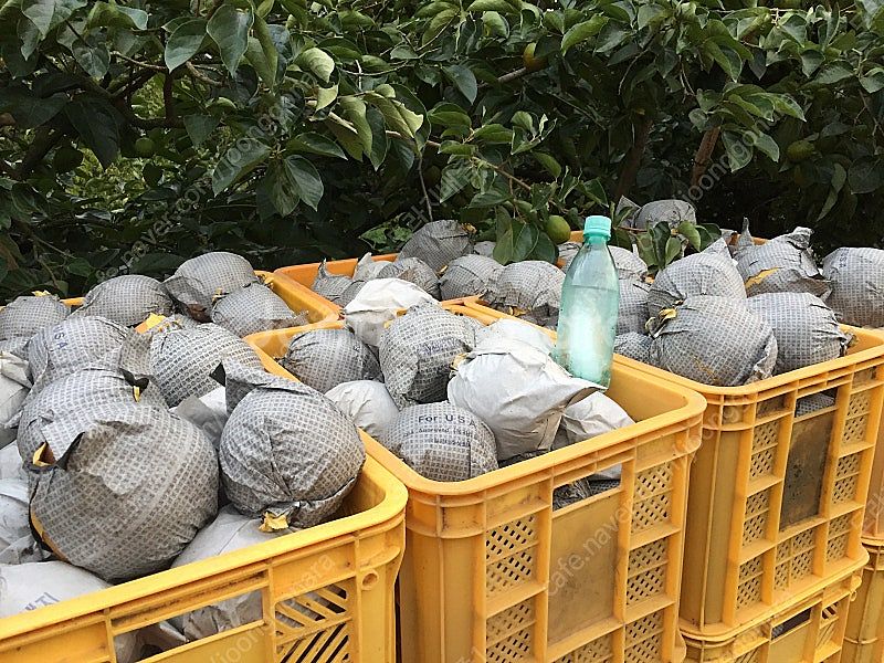 도라지배즙,신고배,생강추가--3