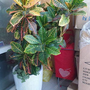 크로톤 공기정화식물 색상 예쁜 크로톤 팝니다.