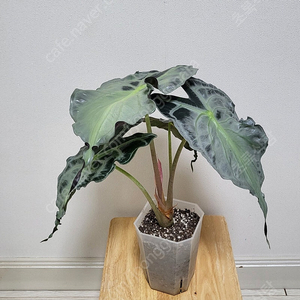 알로카시아 베놈/식물