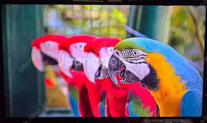tcl c845 55인치 4k uhd 144hz tv ...--3