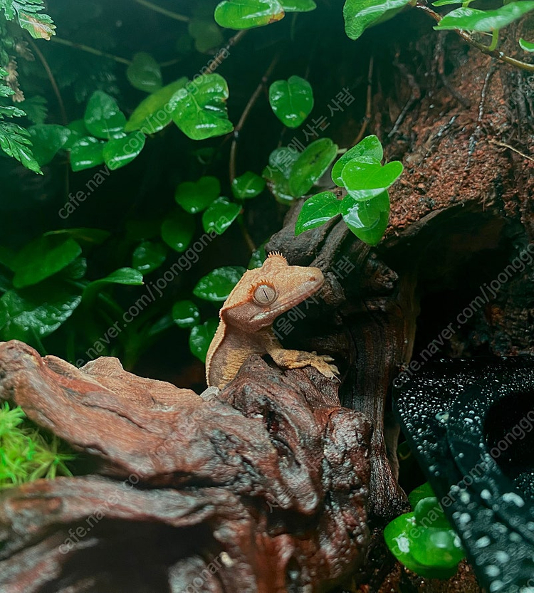 30 30 45 피치리움 팔루다리움 사육장 풀옵션 판매합니다--3