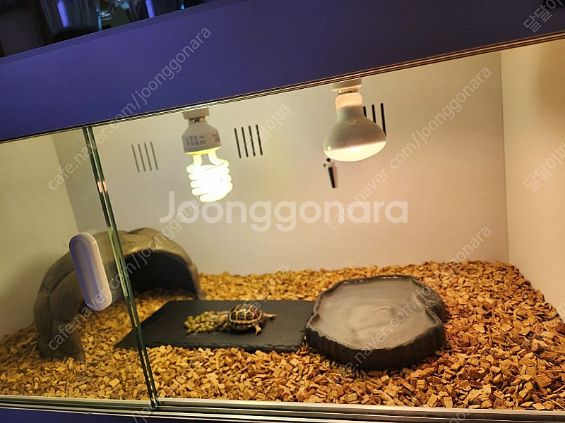 육지거북 호스필드--0