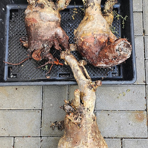 파키코르무스 디스칼라, 봄박스 벌크 (아프리카식물/코덱스)