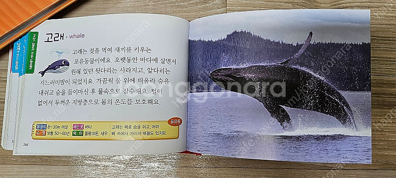 (유아책) 어린이첫동물사전 & 사막동물백과--4