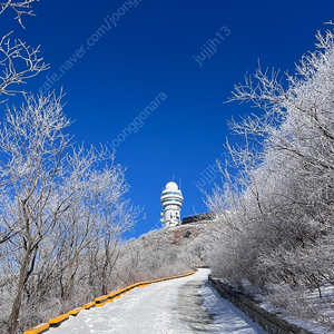 삽니다)론진 섹터다이얼 구매