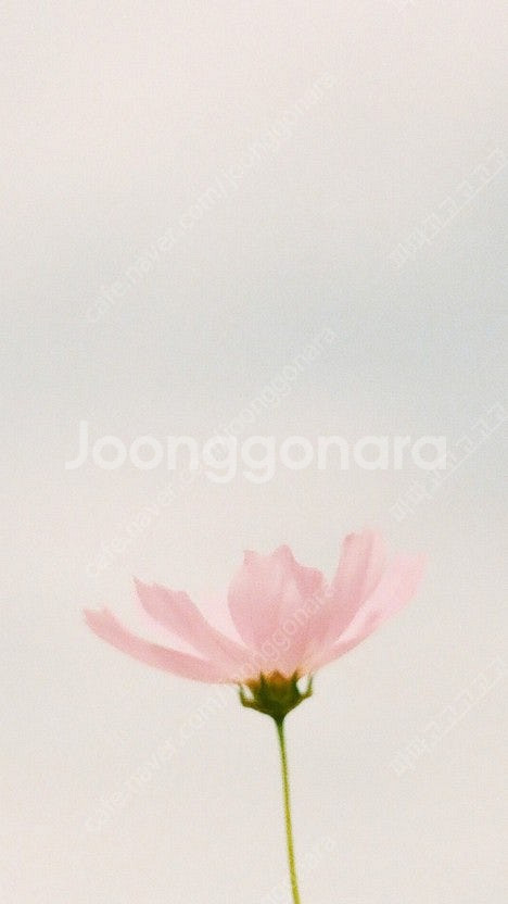 롯데시네마 2D영화관람권1인/2D영화 2천원 할인권/콤...--0