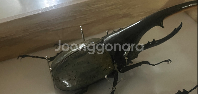 헤라클레스 장수풍뎅이 블루 형 (140mm, 수컷) 곤...--0