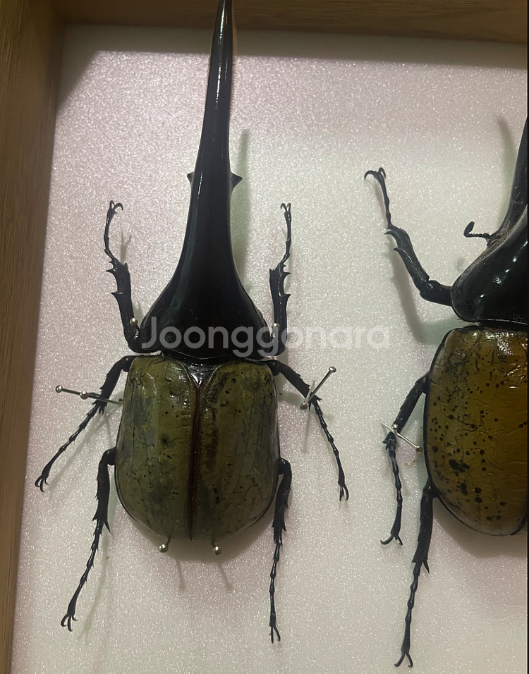헤라클레스 장수풍뎅이 블루 형 (140mm, 수컷) 곤...--1