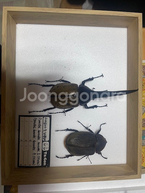 헤라클레스 장수풍뎅이 한쌍 표본 팝니다--0