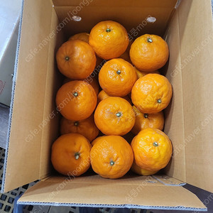 한라봉 5kg