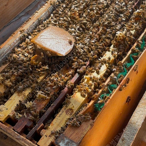 벌 분양합니다 양봉벌