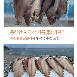 산지직송 가자미 (최고로 맛있는 생선)