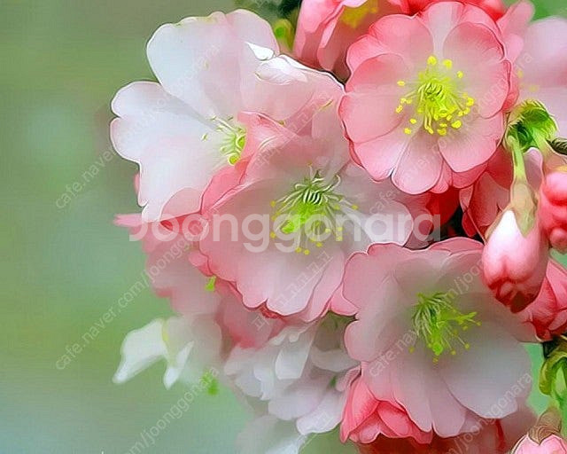 롯데시네마 2D영화관람권1인/2D영화 2천원 할인권/콤...--0