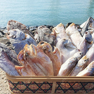 반건조 민어, 반건조통치, 반건조 병어, 손질갑오징어, 반건조 참조기, 반건조 자연산우럭, 각종 반건조생선 파조기 명절 제찬생선 제수생선 제찬용생선 제수용생선 명절선물세트