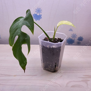 풀민트, 화이트 민트 히메 등 여러 희귀 식물 저렴하게 분양해요