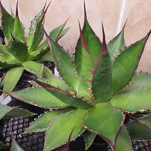 분양] 아가베 호리다 agave horrida