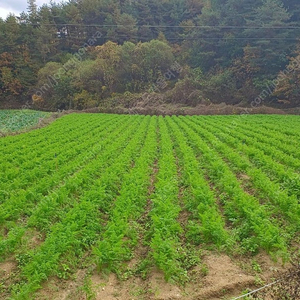 친환경 무농약 흙당근