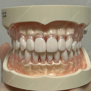 치위생학과 덴티폼 닛신 nissin dental model 치아모형 치위생과