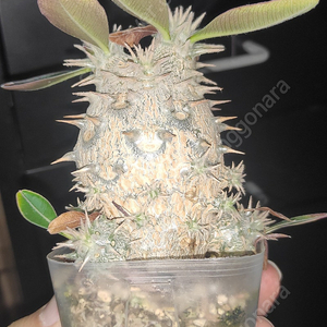 파키포디움 피헤렌세 pachypodium fiherense