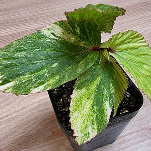 베고니아 바리게이타 핑크 Begonia sp Vari