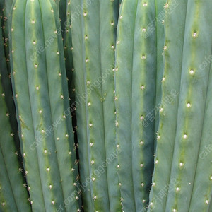 산페드로 선인장 Echinopsis pachanoi