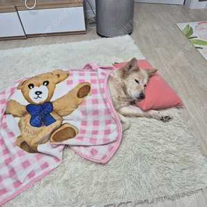 [광명]이탈리안 그레이 하운드 두 아이 무료 분양합니다