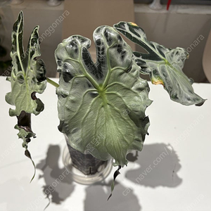 알로카시아 베놈 성체잎 분양(희귀식물, 관엽, 무늬식물)