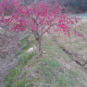 [충북] 능수홍도화, 오색홍도화 판매합니다