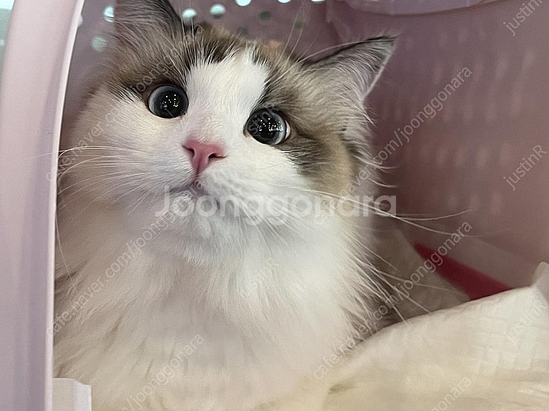 갤럭시S25 울트라 1테라 미개봉 자급제 사전예약한분꺼...--0