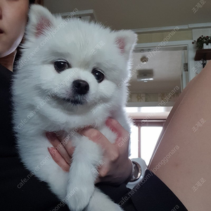 배드말론 말론샵 마롱 펫하우스 강아지집