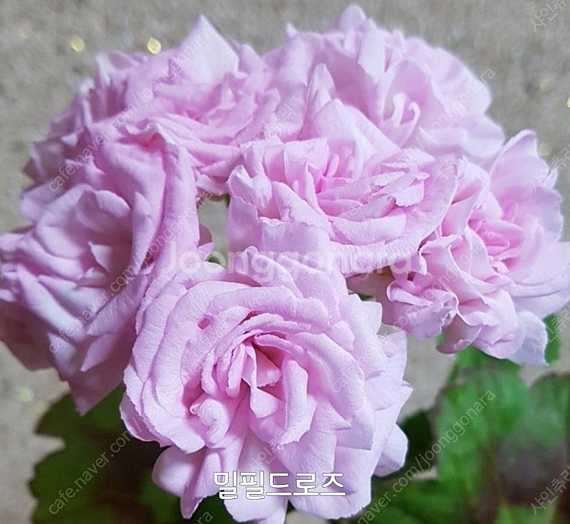 제라늄 밀필드로즈 대품 키줄임--2