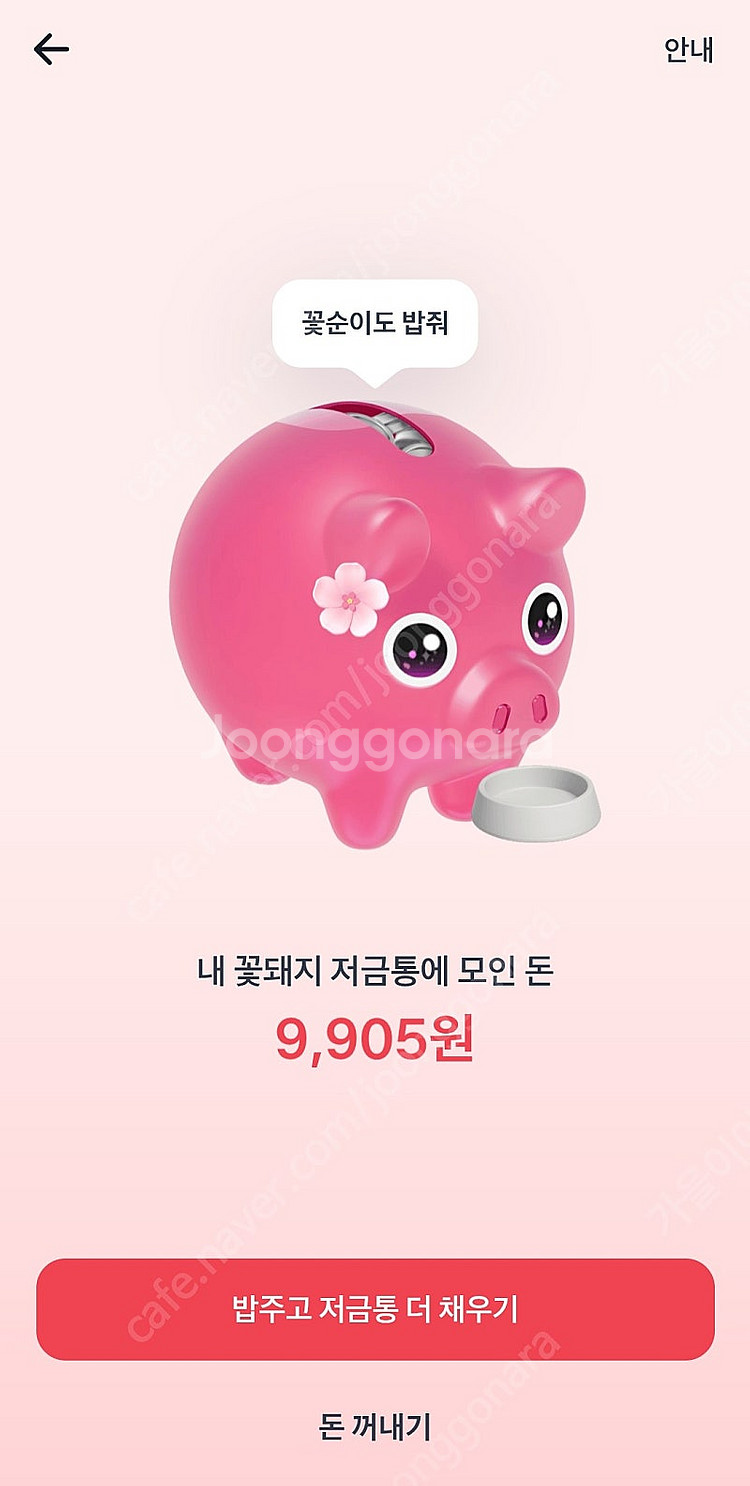 꽃돼지 삽니다 500원--0