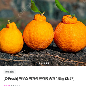 지그재그 100원 한라봉 같이사요