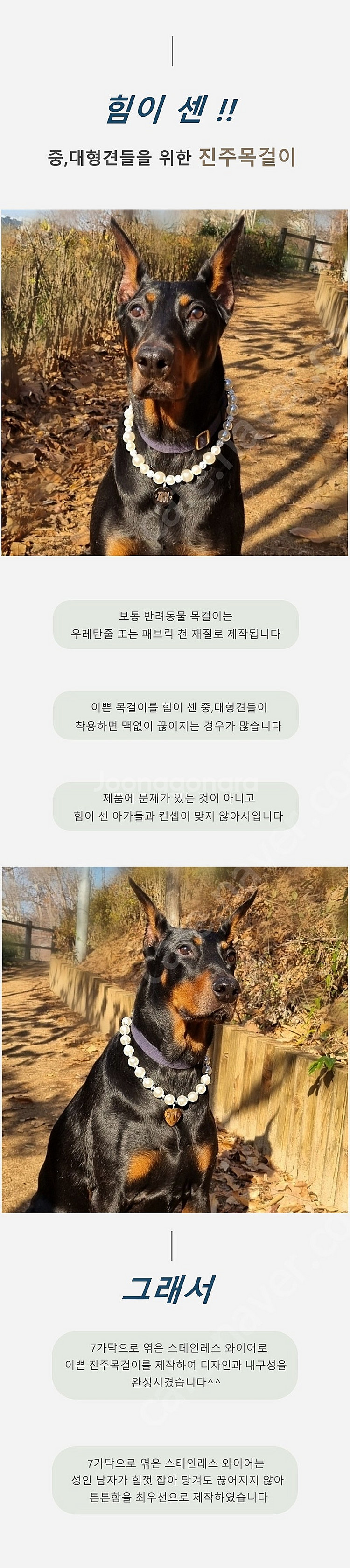 아주 튼튼한 대형견 진주 목걸이 판매합니다--1
