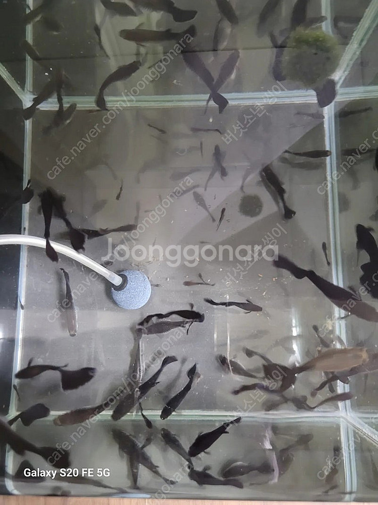 풀블랙구피 세트(암3+숫2)--0